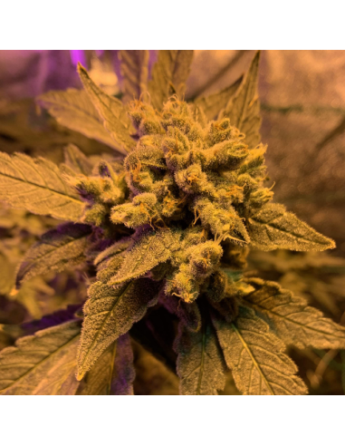 Gelato - Original Sensible Seeds - 3 