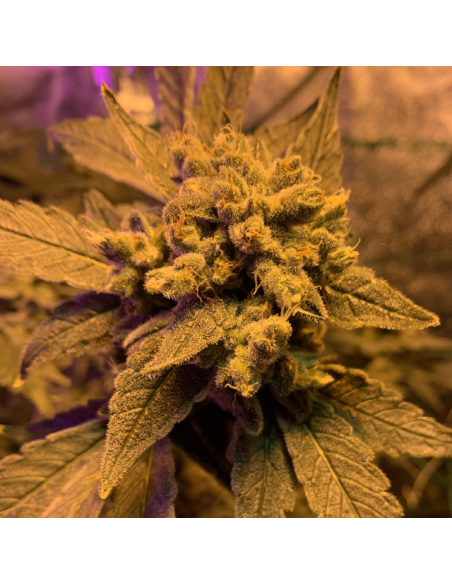 Gelato - Original Sensible Seeds - 3 