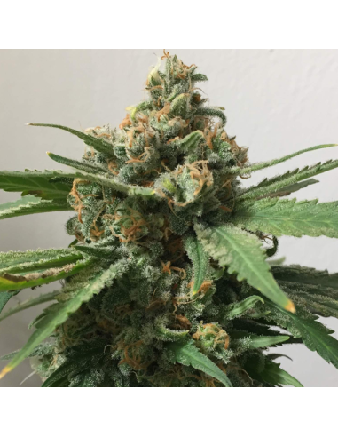 Girl Scout Cookies - Original Sensible Seeds - 2 