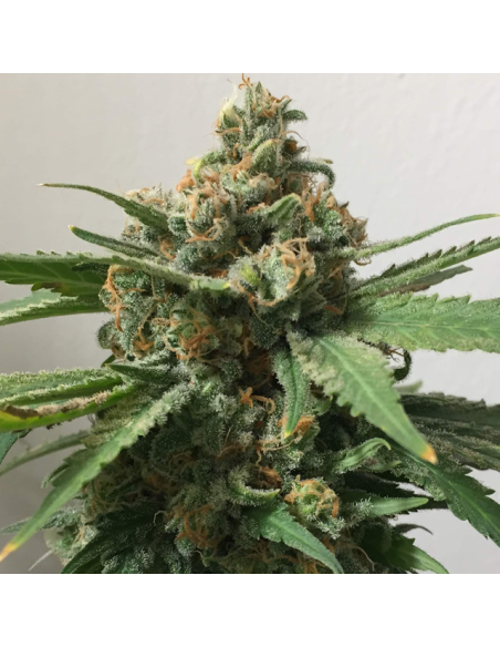 Girl Scout Cookies - Original Sensible Seeds - 2 
