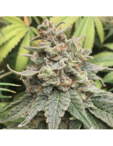 Girl Scout Cookies - Original Sensible Seeds - 3 