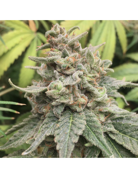 Girl Scout Cookies - Original Sensible Seeds - 3 