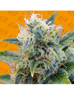 Girl Scout Cookies - Original Sensible Seeds - 1 