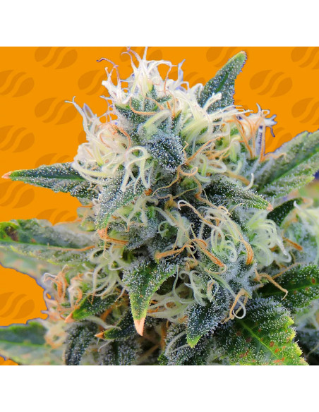 Girl Scout Cookies - Original Sensible Seeds - 1 
