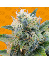 Girl Scout Cookies - Original Sensible Seeds - 1 