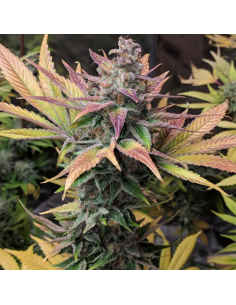 White Raspberry Truffle - Original Sensible Seeds - 3  2
