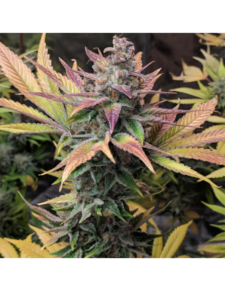 White Raspberry Truffle - Original Sensible Seeds - 1 