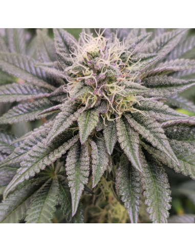White Raspberry Truffle - Original Sensible Seeds - 2 