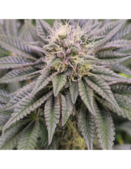 White Raspberry Truffle - Original Sensible Seeds - 2 