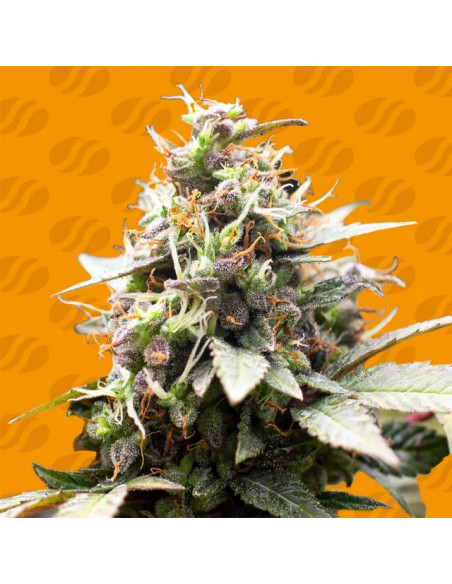 White Raspberry Truffle - Original Sensible Seeds - 3 