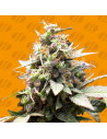 White Raspberry Truffle - Original Sensible Seeds - 3 