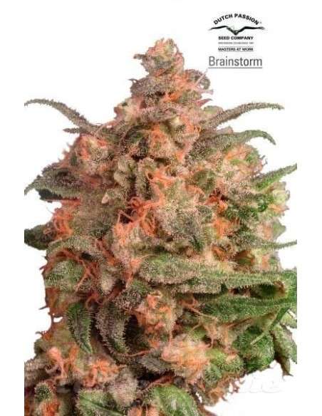 DUTCH PASSION - Brainstorm - 2
