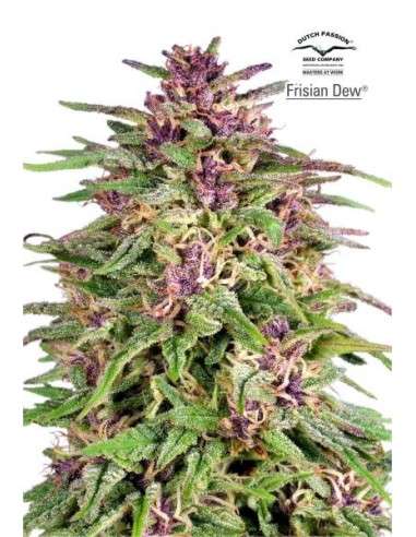DUTCH PASSION - Frisian Dew - 1
