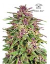 DUTCH PASSION - Frisian Dew - 1