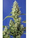 Sweet Seeds - Gorilla Girl XL Auto - 1