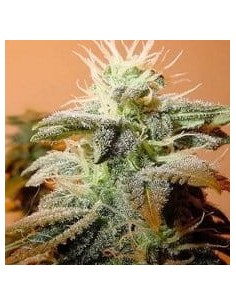 FEMALE SEEDS - Indoor Mix - 1