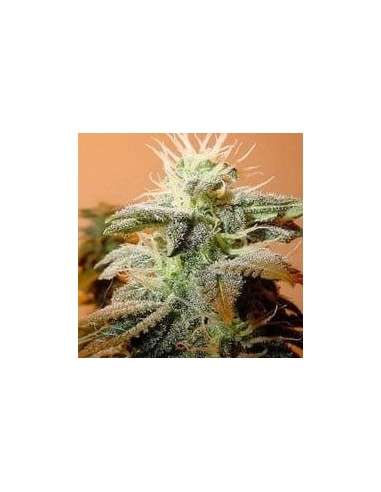 FEMALE SEEDS - Indoor Mix - 1