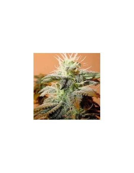 FEMALE SEEDS - Indoor Mix - 1