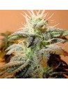 FEMALE SEEDS - Indoor Mix - 1