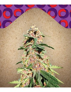 FEMALE SEEDS - Red Purps - 1