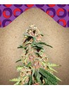 FEMALE SEEDS - Red Purps - 1