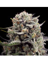 Silent Seeds - B-45 - 1 