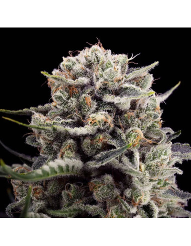 Silent Seeds - B-45 - 1 