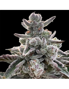 Silent Seeds - Polar gelato - 1 