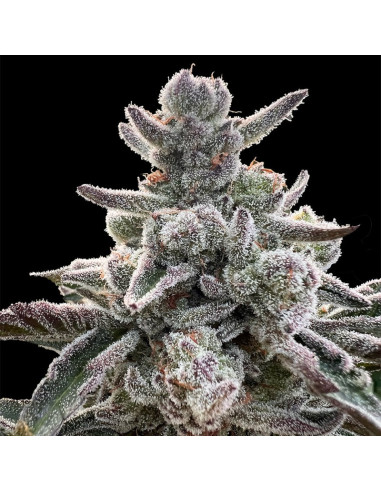 Silent Seeds - Polar gelato - 1 