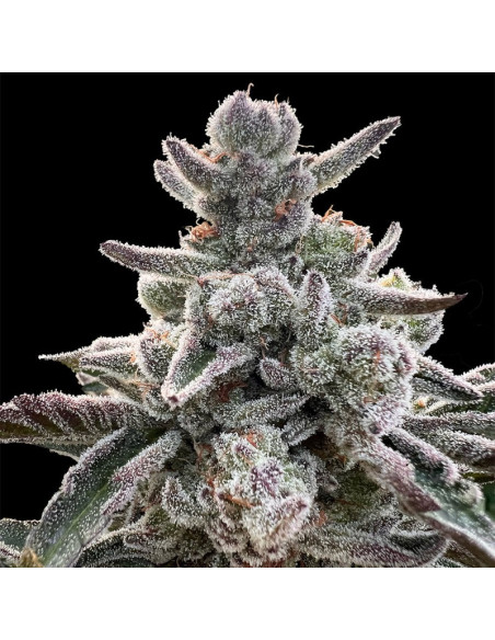 Silent Seeds - Polar gelato - 1 