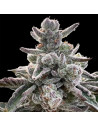 Silent Seeds - Polar gelato - 1 