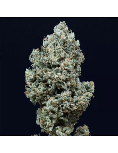 Silent Seeds - Critical + 2.0 Auto - 1 