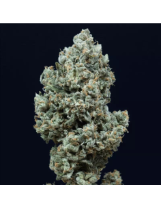Silent Seeds - Critical + 2.0 Auto - 1 