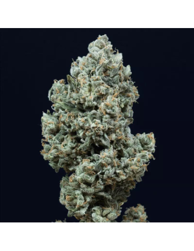Silent Seeds - Critical + 2.0 Auto - 1 