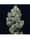 Silent Seeds - Critical + 2.0 Auto - 1 