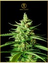 Anaconda Seeds - AK-01 - 1