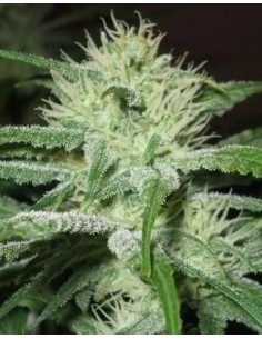 FEMALE SEEDS - Auto Speed Bud - 1