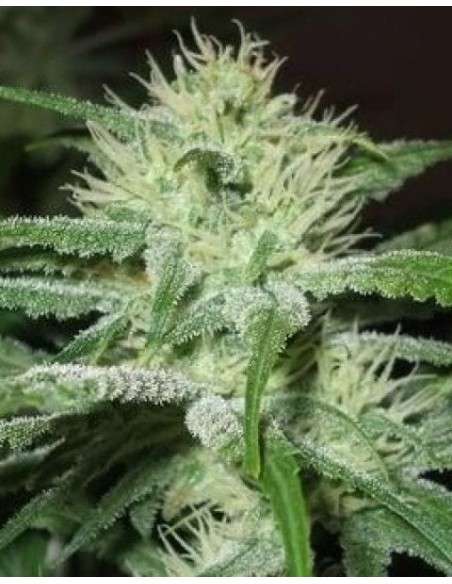 FEMALE SEEDS - Auto Speed Bud - 1