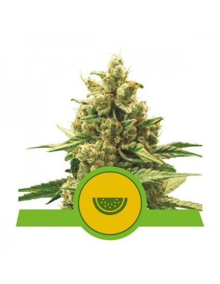 ROYAL QUEEN SEEDS - Watermelon Auto - 1 