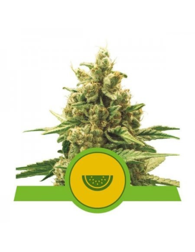 ROYAL QUEEN SEEDS - Watermelon Auto - 1 