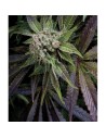 PYRAMID SEEDS - Blue Pyramid - 1