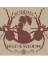 Buddha Seeds - White Widow - 1