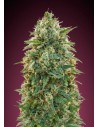 ADVANCED SEEDS - Amnesia - 1