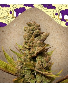 FEMALE SEEDS - Blueberry Cheesecake - 1