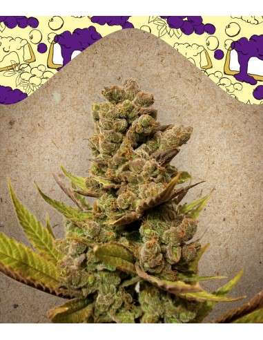 FEMALE SEEDS - Blueberry Cheesecake - 1