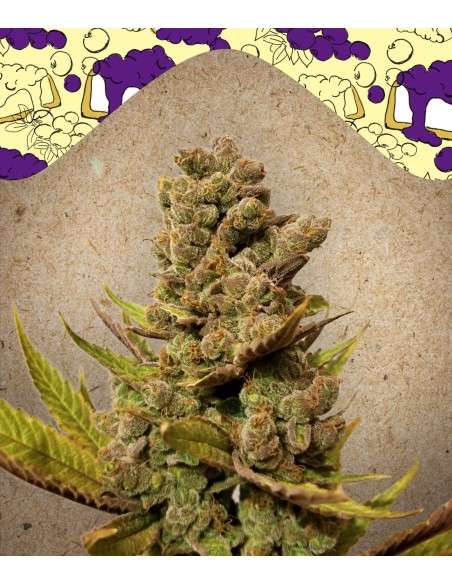 FEMALE SEEDS - Blueberry Cheesecake - 1