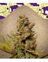 FEMALE SEEDS - Blueberry Cheesecake - 1