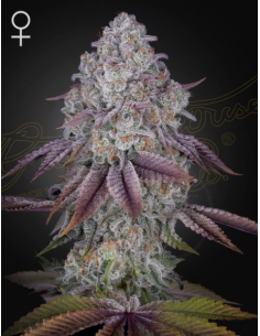 GREEN HOUSE SEEDS - Persian Pie - 1 