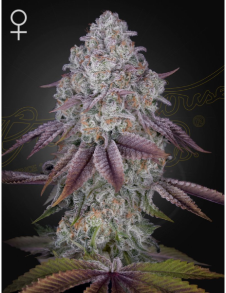 GREEN HOUSE SEEDS - Persian Pie - 1 