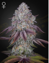 GREEN HOUSE SEEDS - Persian Pie - 1 